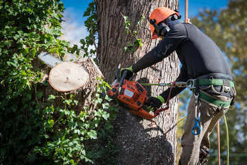 The Process of Emergency Tree Service